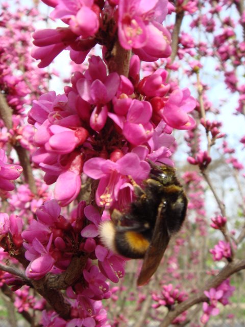 Cercis chinensis fleur detail P1B P6